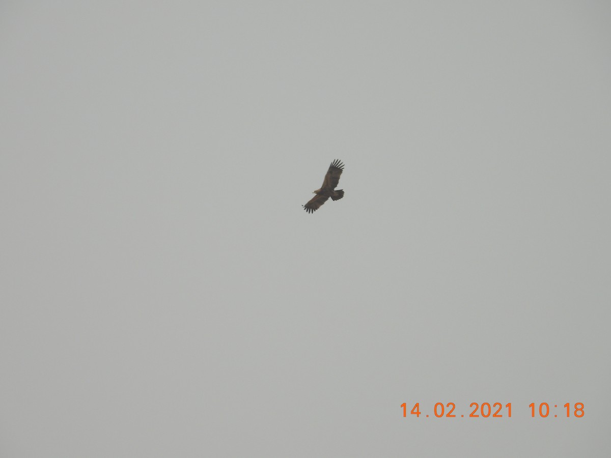 Indian Spotted Eagle - ML320985921