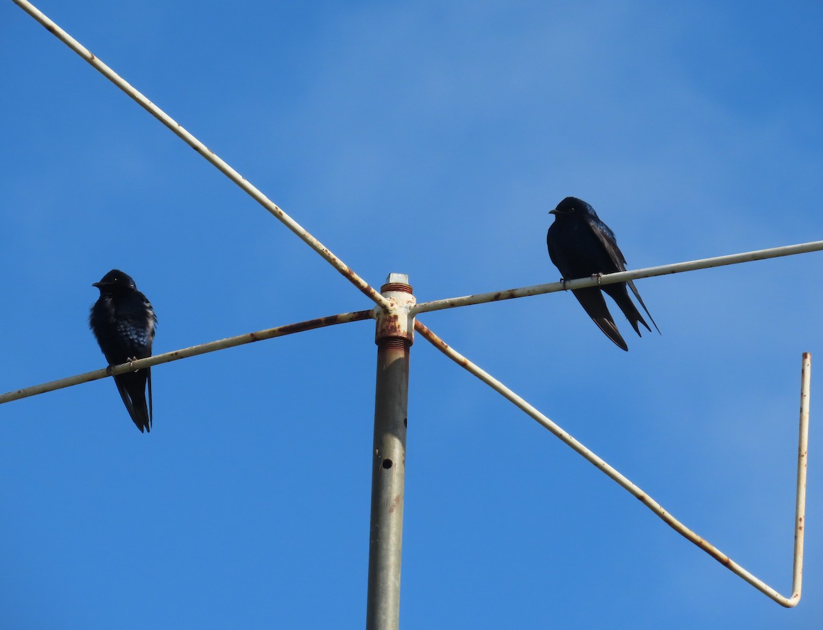 Purple Martin - ML320989781