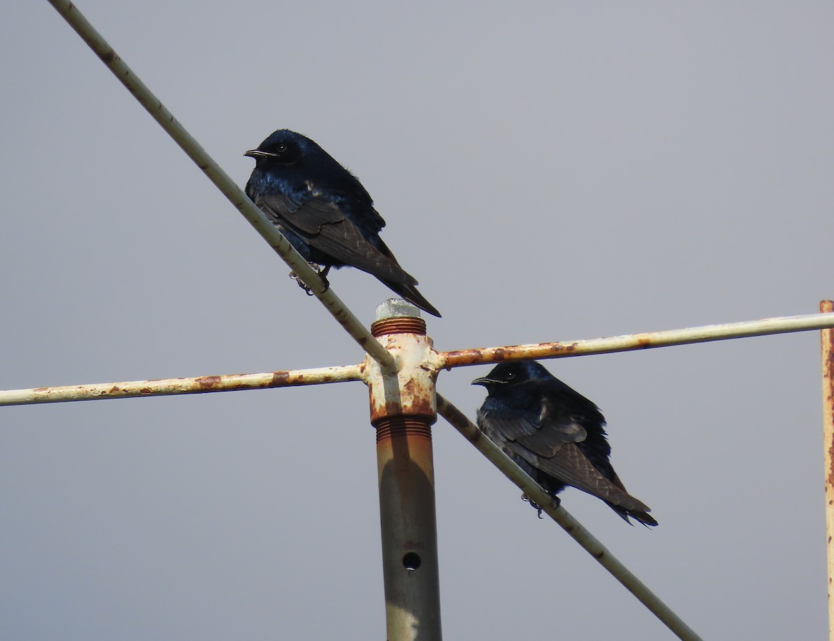 Purple Martin - ML320990331