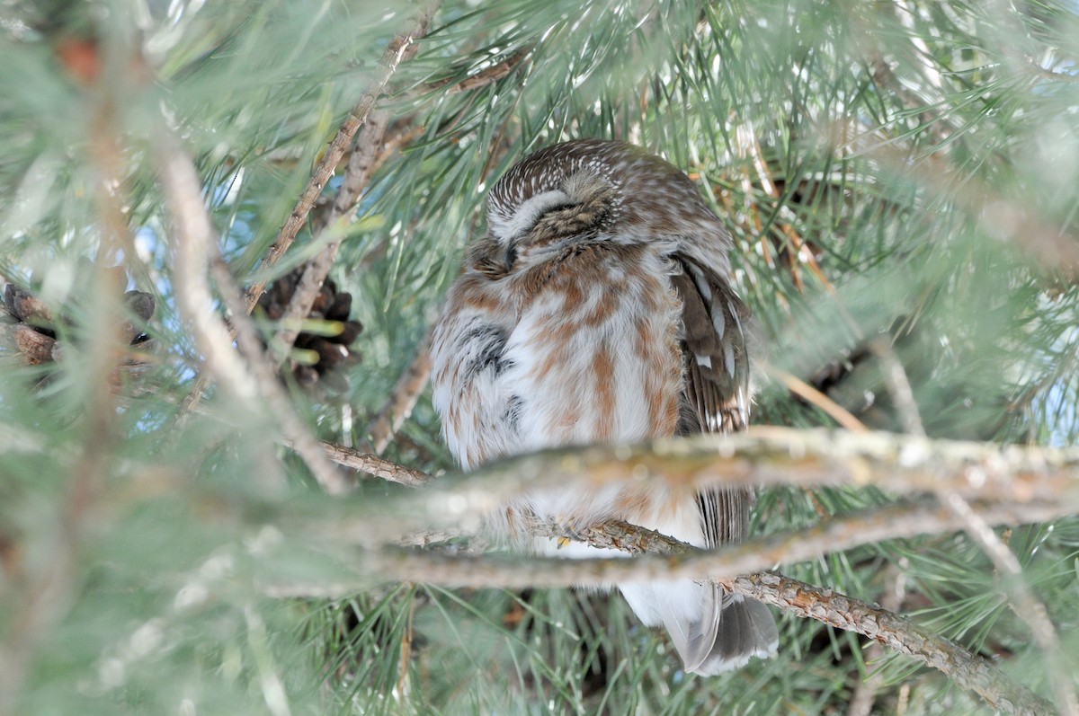 Northern Saw-whet Owl - Cory Gregory