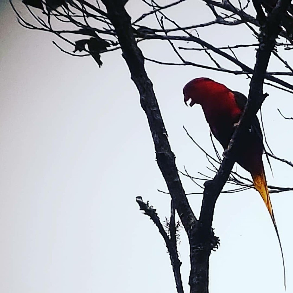 West Papuan Lorikeet - ML320991641