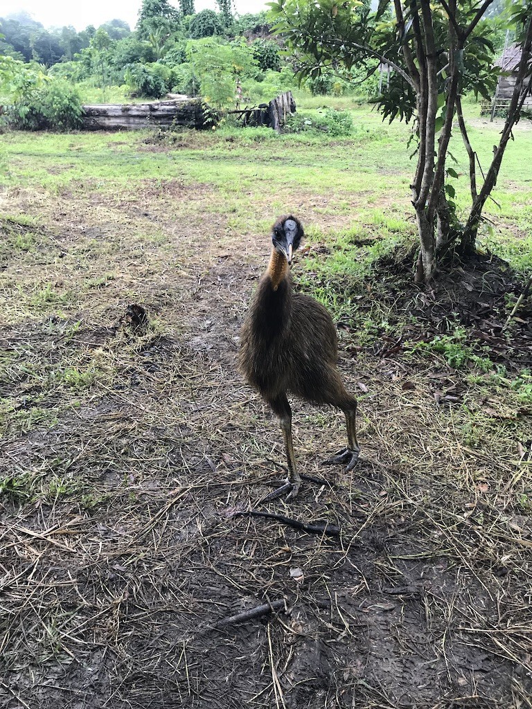 Northern Cassowary - ML320992371