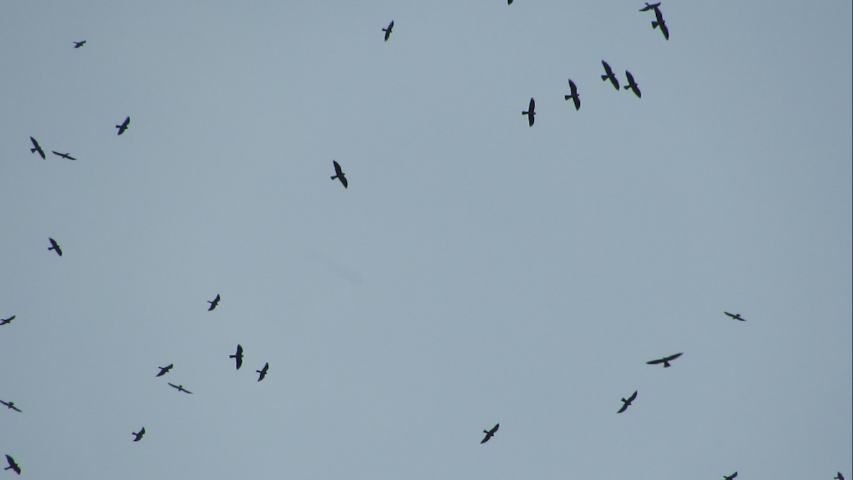 Mississippi Kite - ML320993141