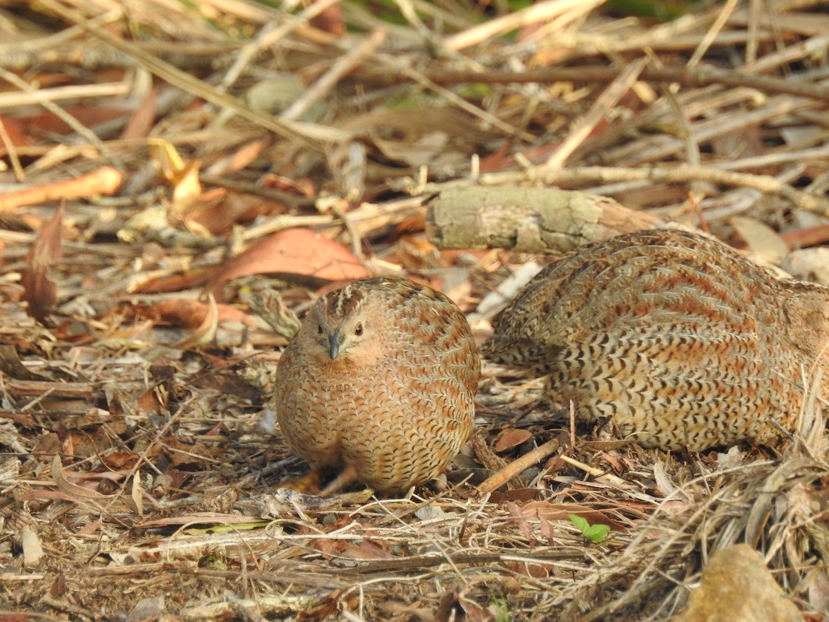 Brown Quail - ML32099341