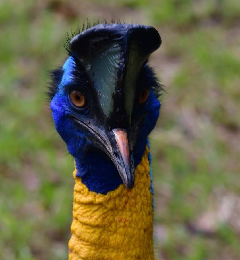 Northern Cassowary - ML320994061