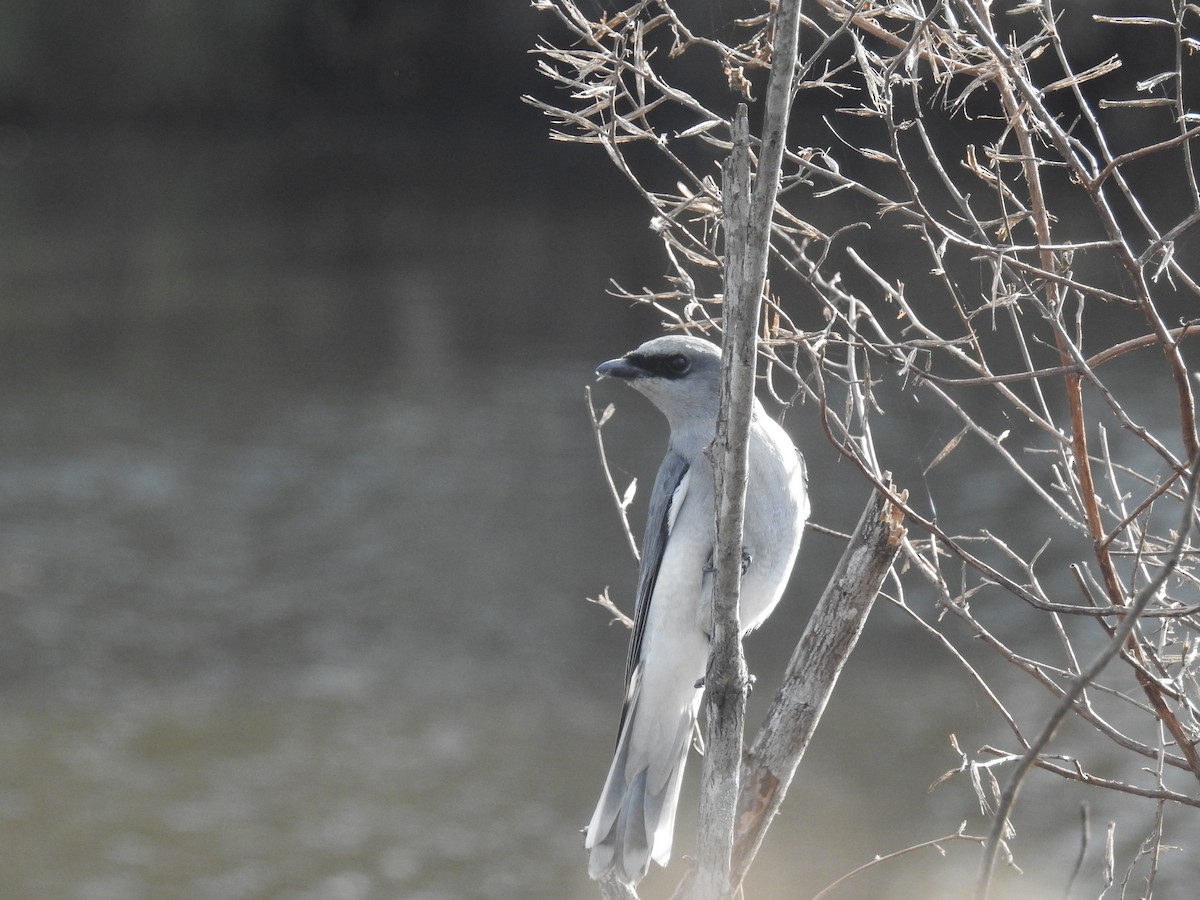 White-bellied Cuckooshrike - ML32099461