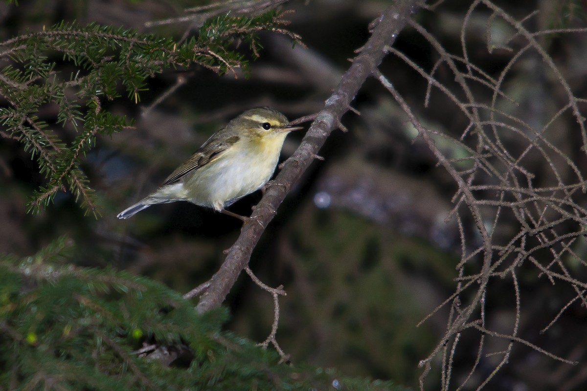 Green Warbler - ML320994871