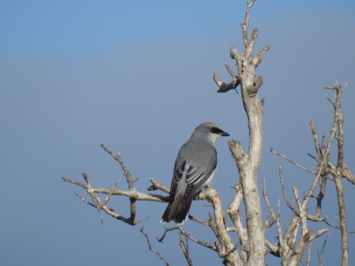 White-bellied Cuckooshrike - ML32099551