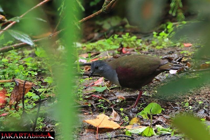 Bronze Ground Dove - ML320995991