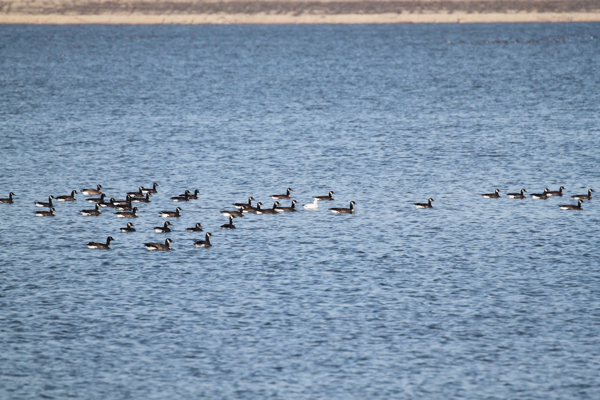 Ross's Goose - Joseph Malott