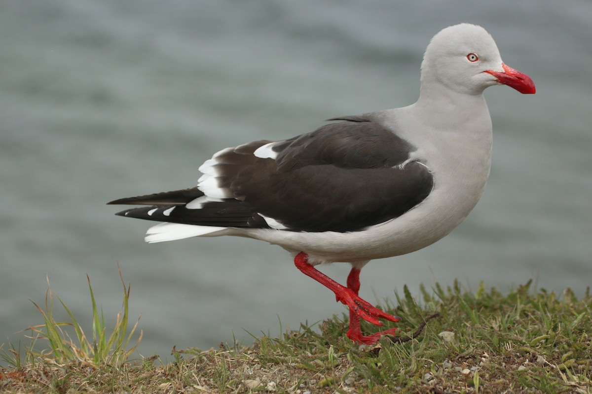 Dolphin Gull - ML320997141