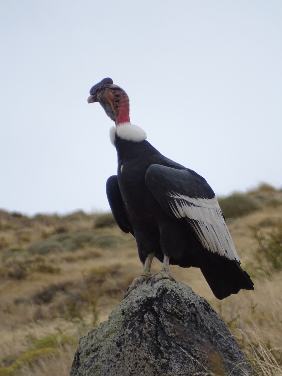 Andean Condor - ML320997201