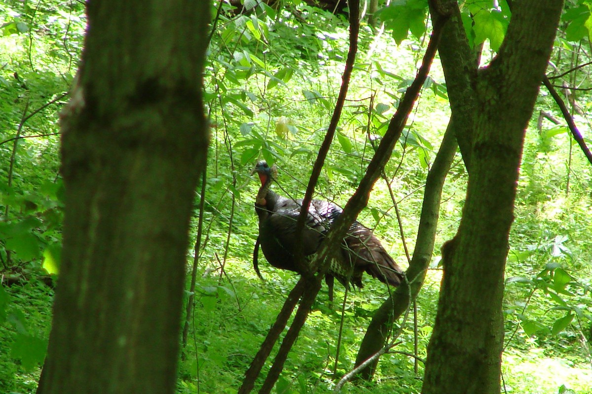 Wild Turkey - ML32100081