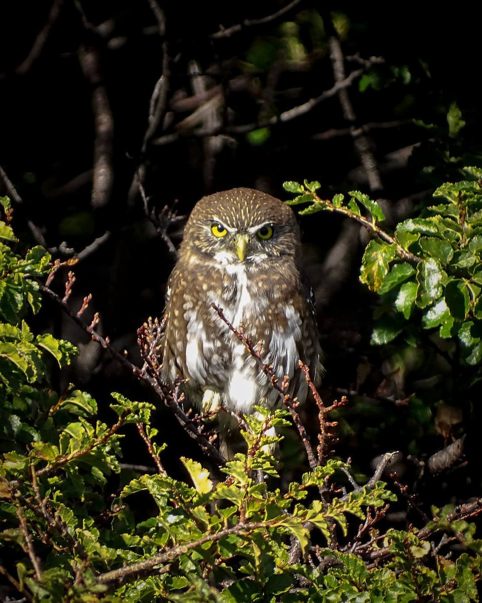 Austral Pygmy-Owl - ML321000961