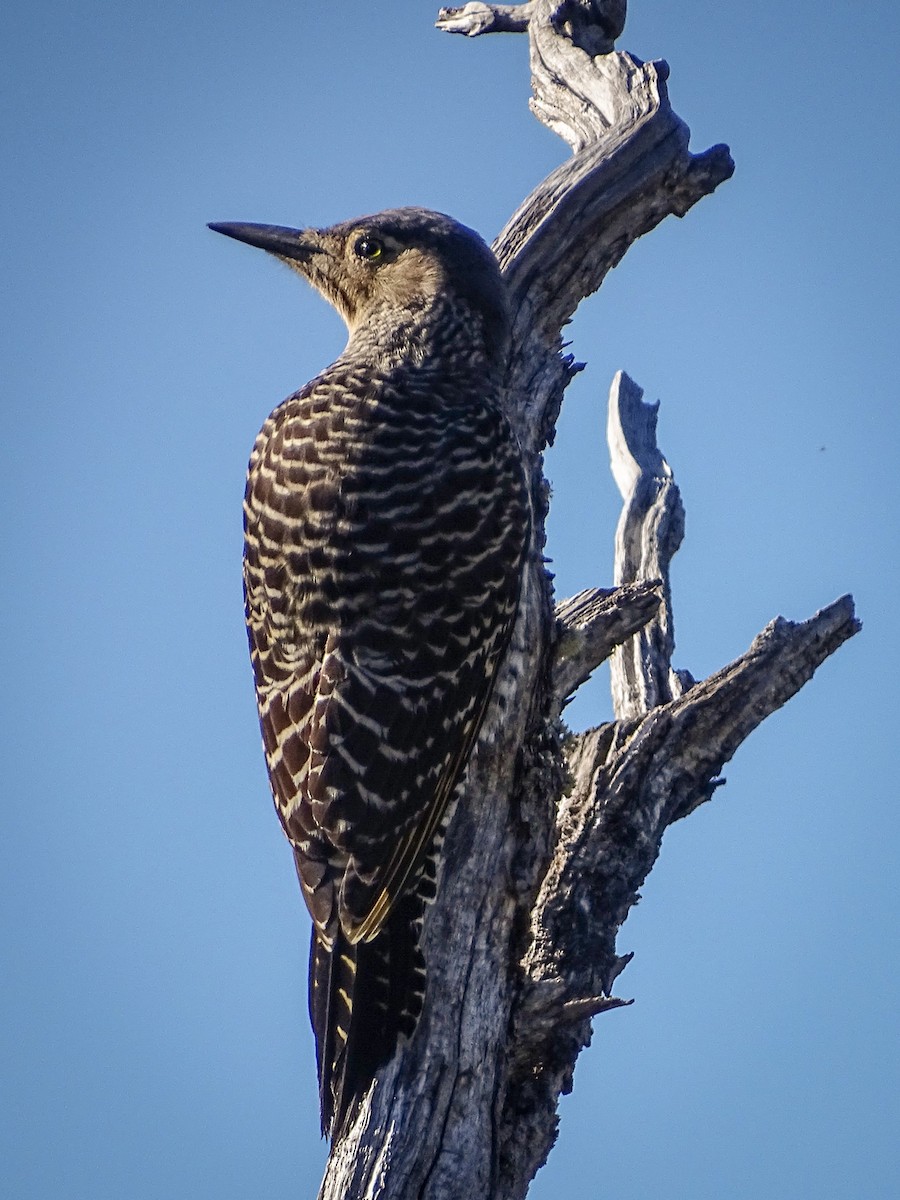 Chilean Flicker - ML321001301