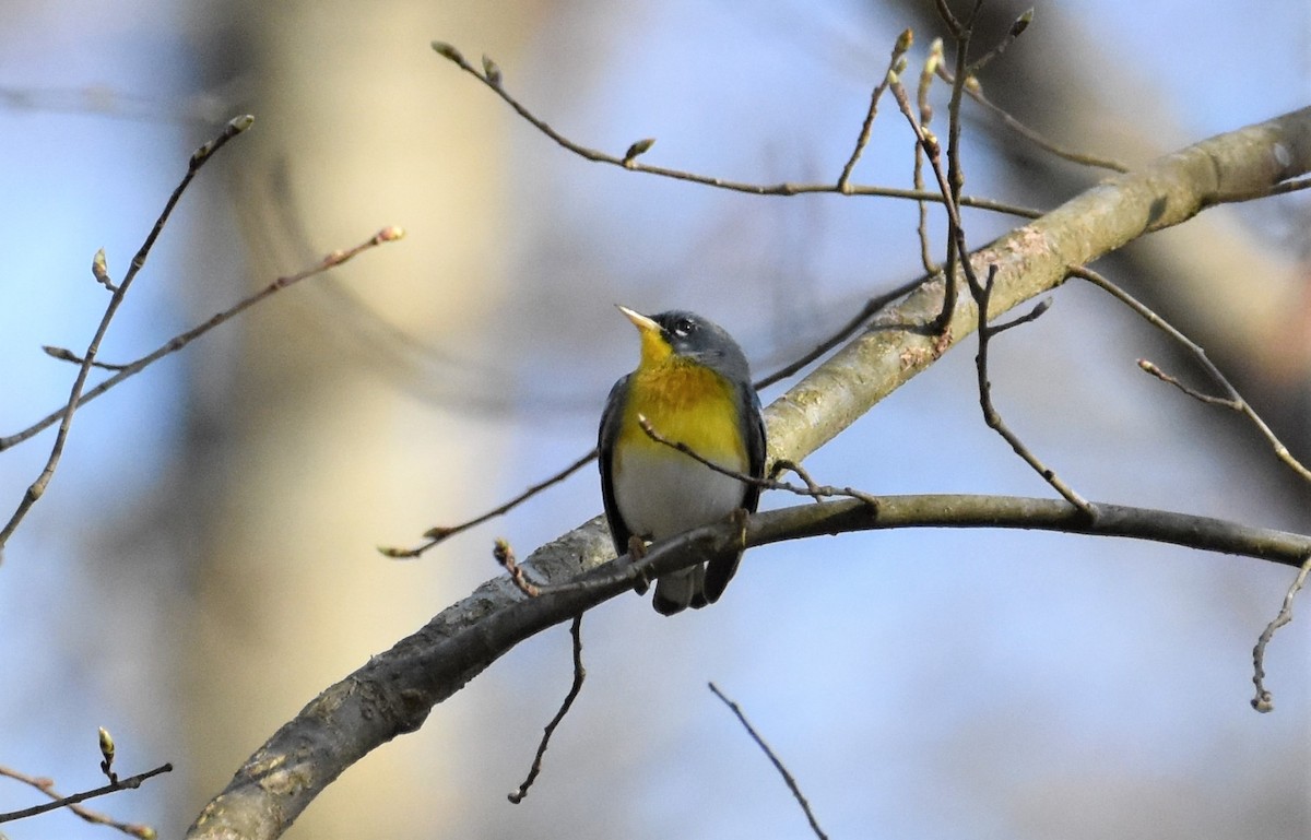 Northern Parula - ML321005431
