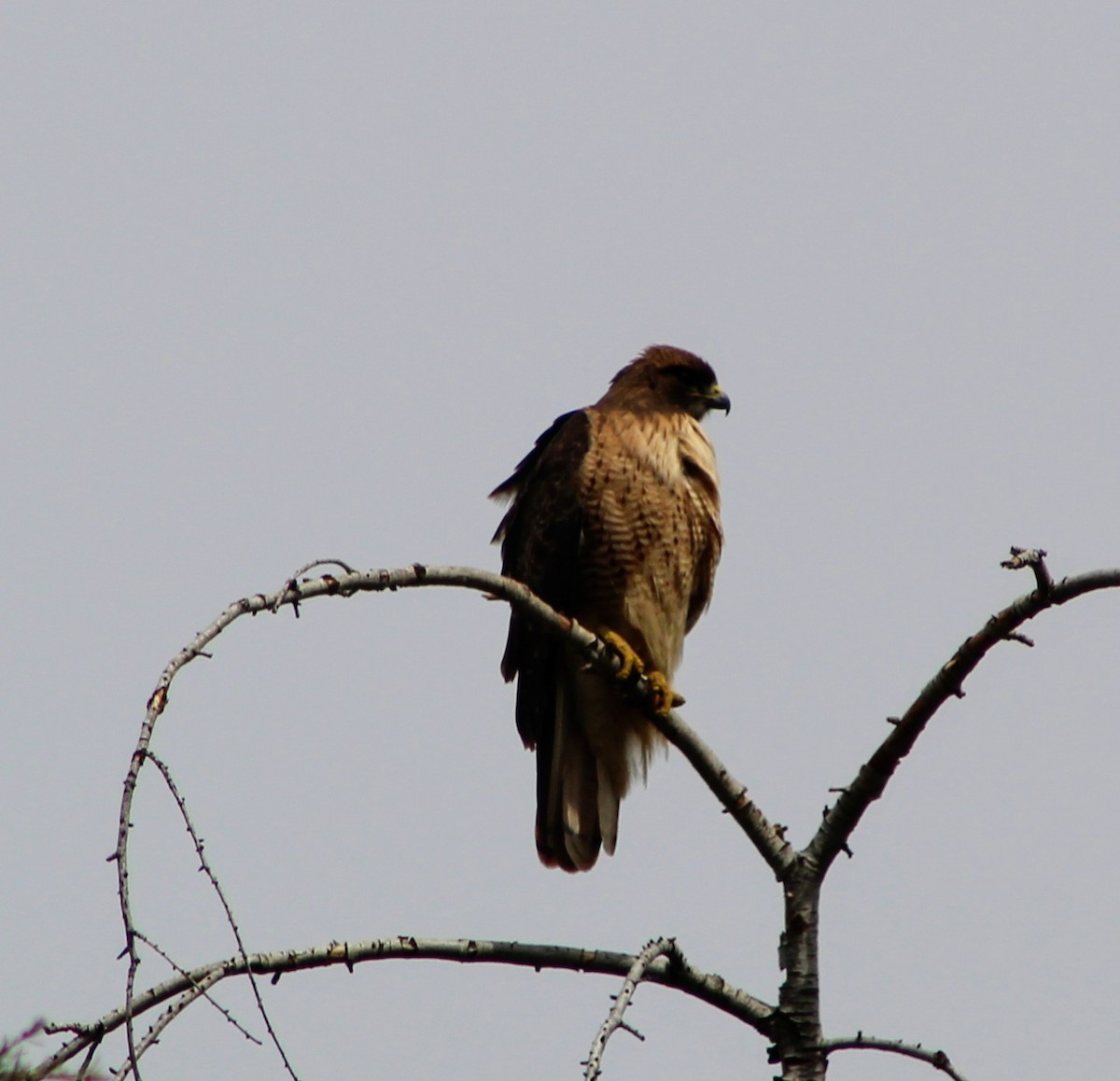 rødstjertvåk - ML321008781