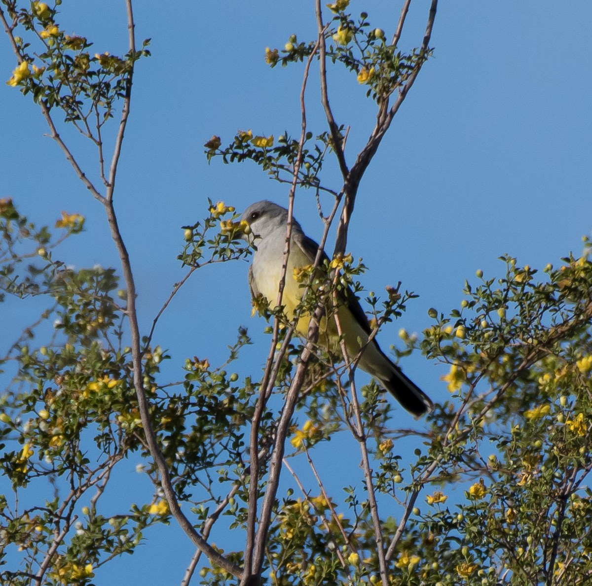 Schmalschnabel-Königstyrann - ML321010181