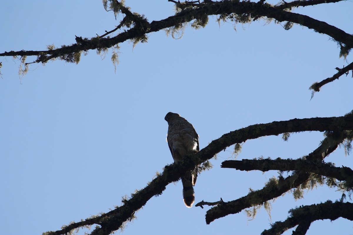 Cooper's Hawk - ML321014491