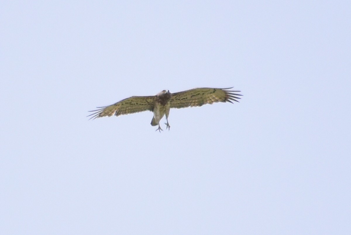 Short-toed Snake-Eagle - ML321014831