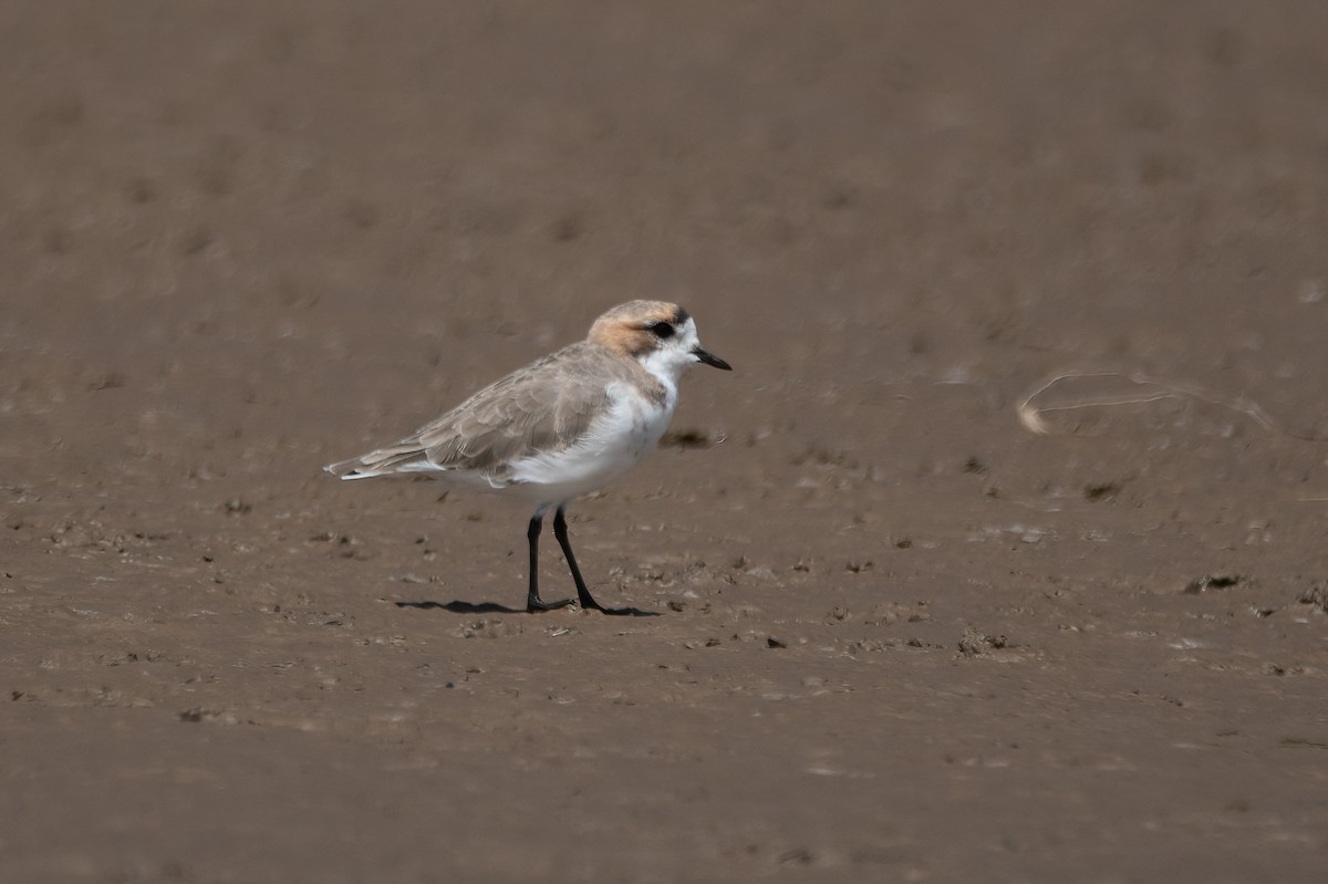 Puna Plover - ML321015491