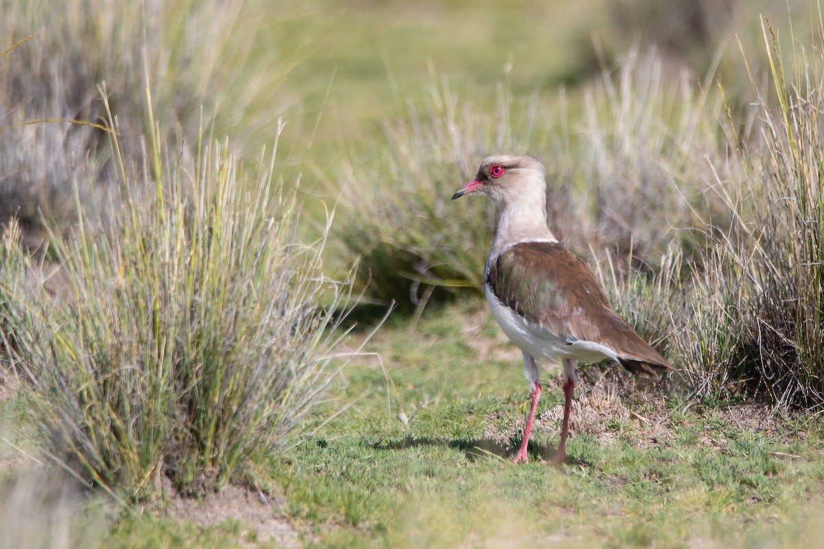 Andean Lapwing - Pablo Re