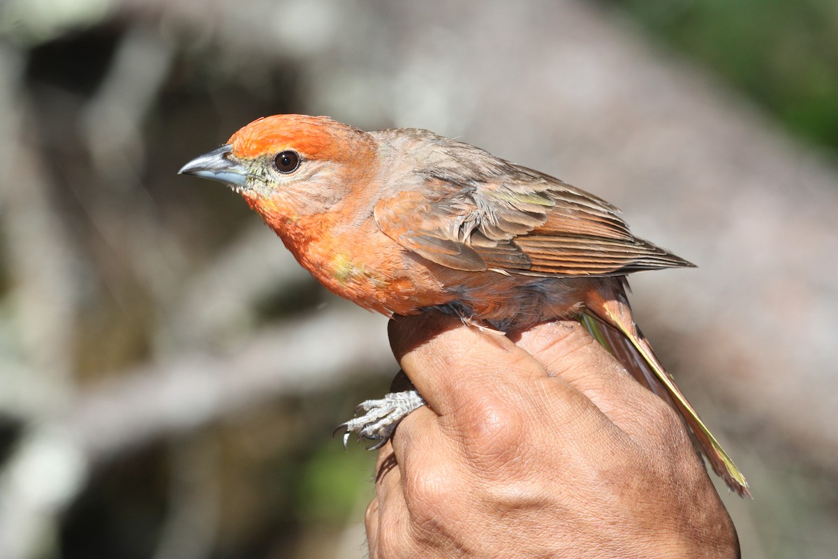 Hepatic Tanager - ML321015811