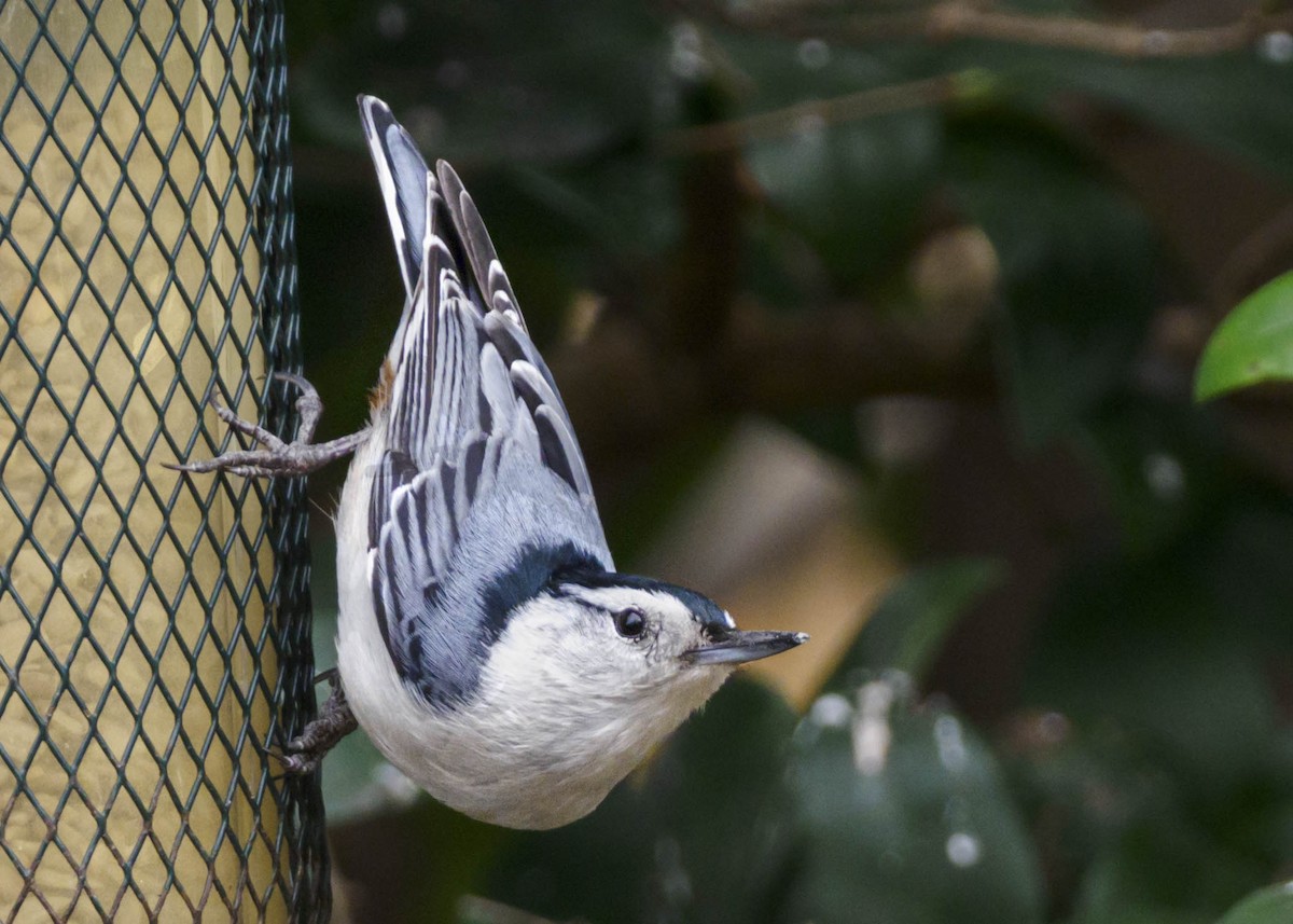 White-breasted Nuthatch - ML321016261