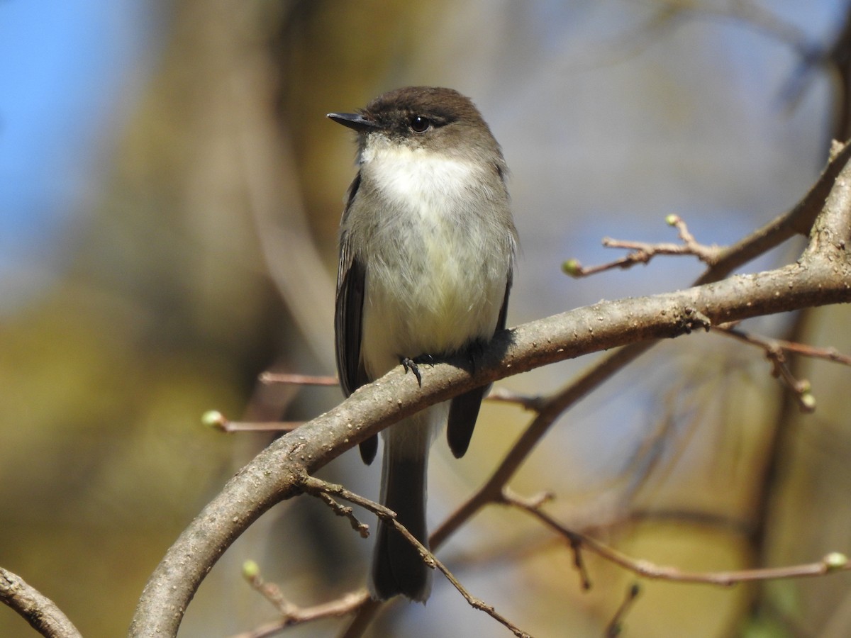 Eastern Phoebe - ML321016471