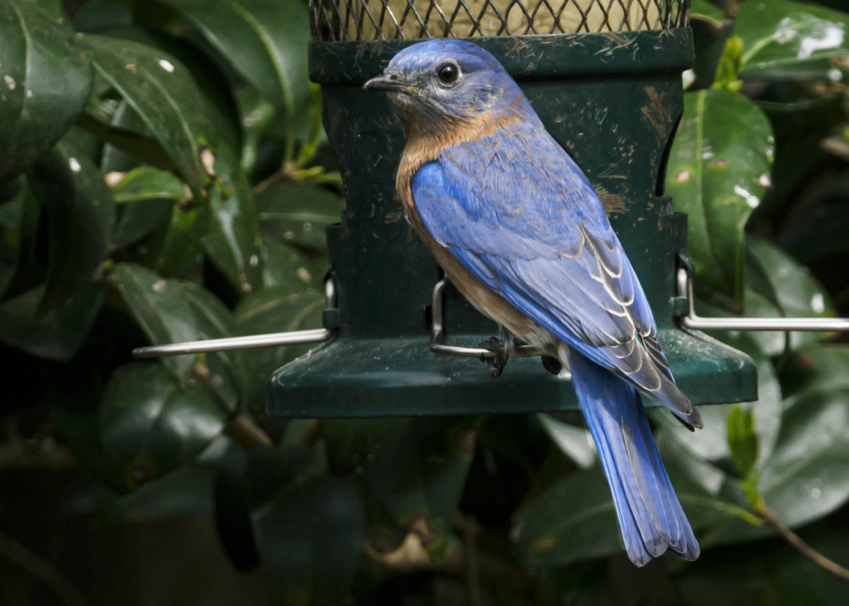 Eastern Bluebird - ML321017051