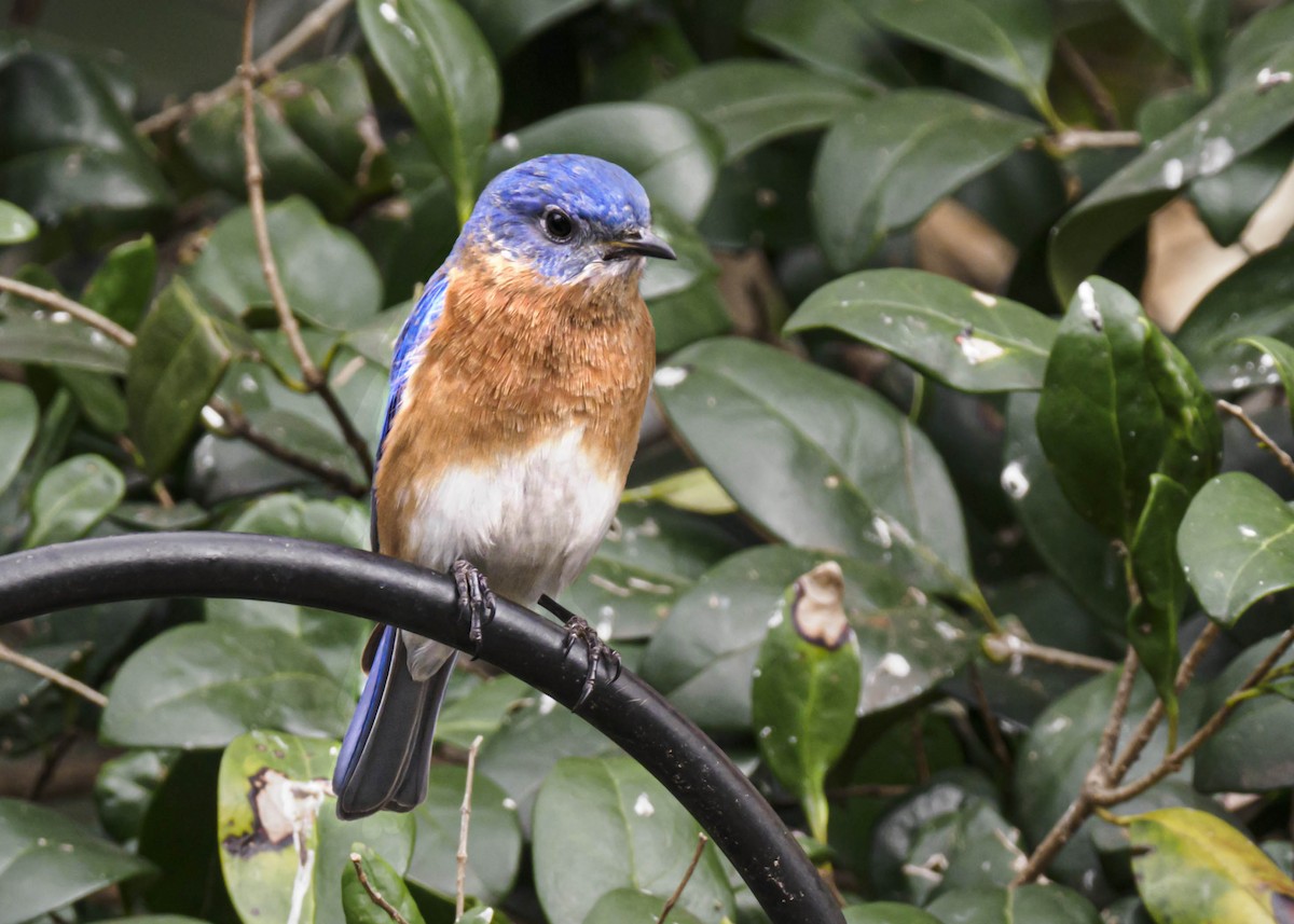 Eastern Bluebird - ML321017081