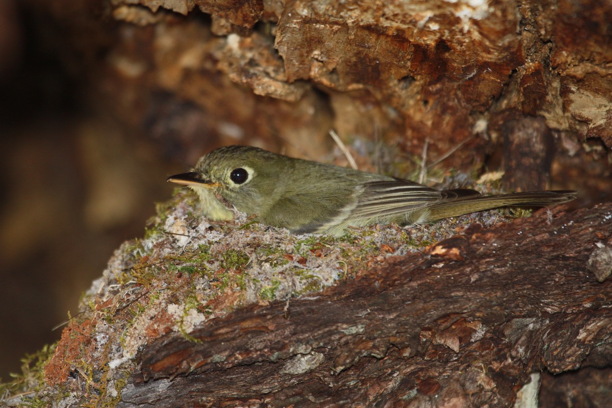 Western Flycatcher (Cordilleran) - ML321017351