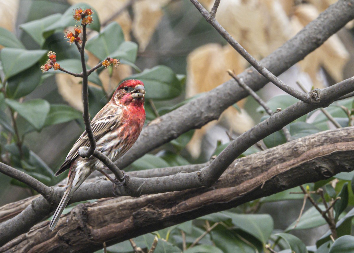 House Finch - ML321017511