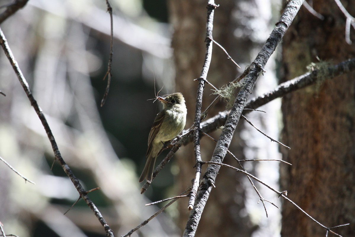 Western Flycatcher (Cordilleran) - ML321017751