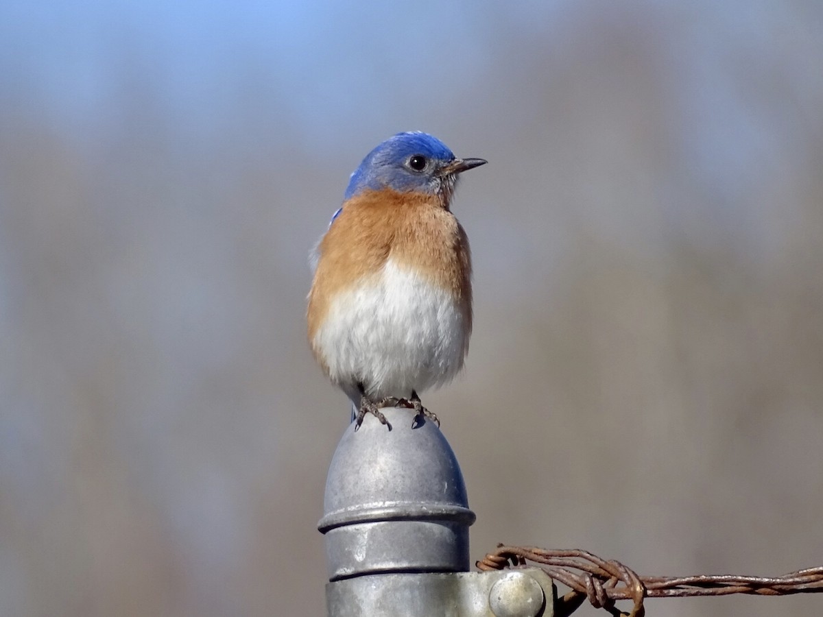 Eastern Bluebird - ML321017821