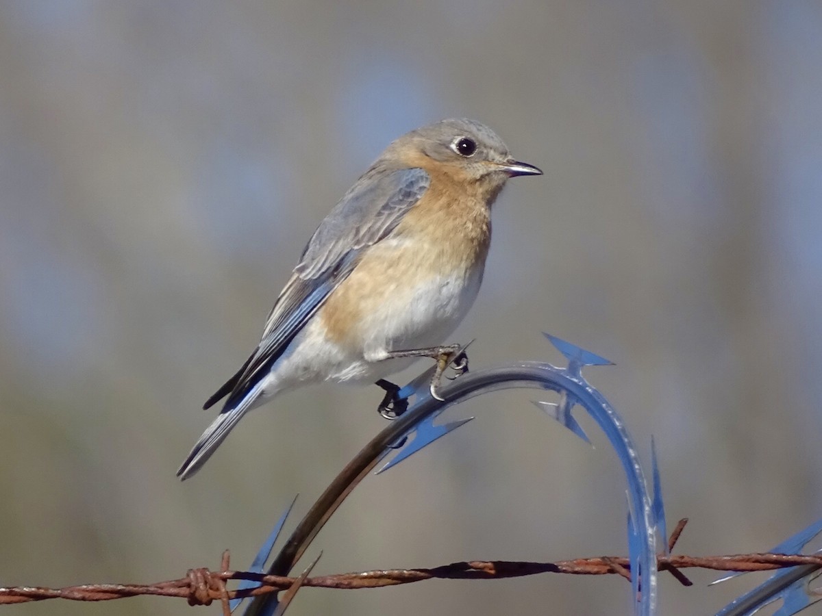 Eastern Bluebird - ML321017831