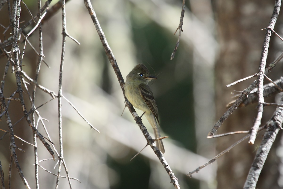 Western Flycatcher (Cordilleran) - ML321017911