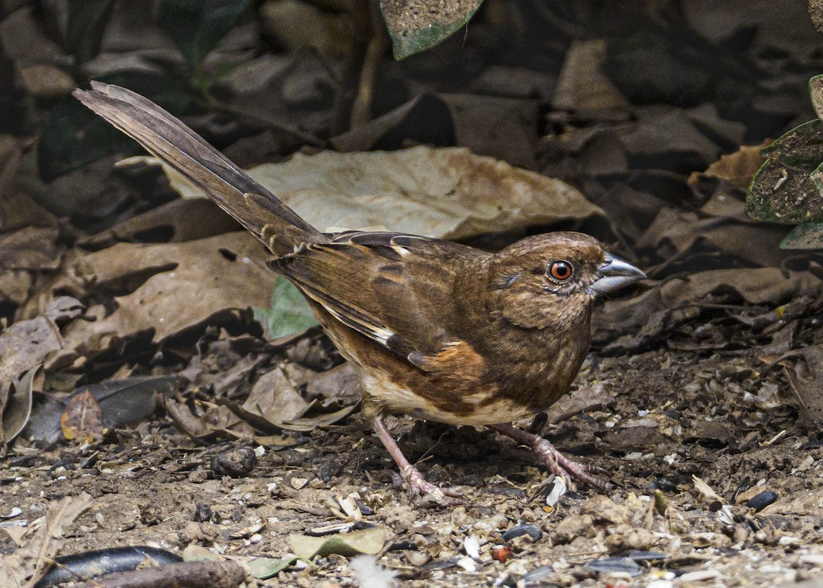 Eastern Towhee (Red-eyed) - ML321018191
