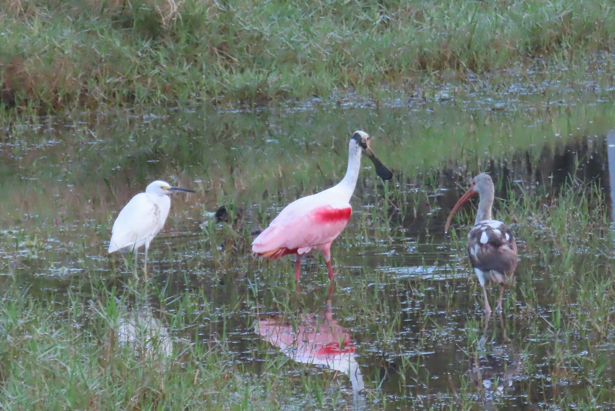 Roseate Spoonbill - ML321018441