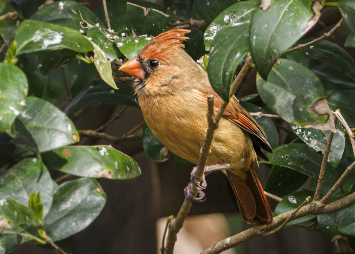 Northern Cardinal - ML321018521