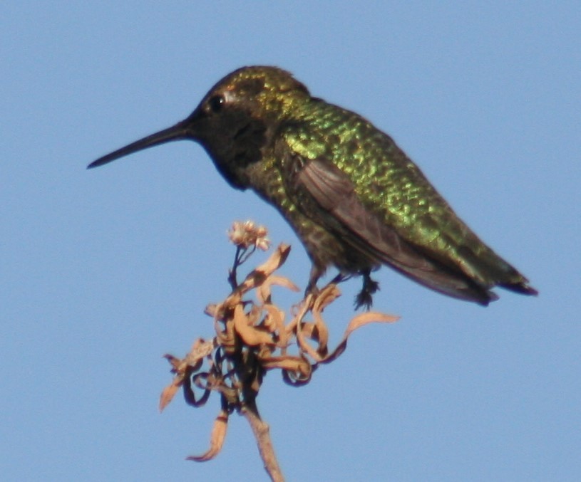 Anna's Hummingbird - ML321021271