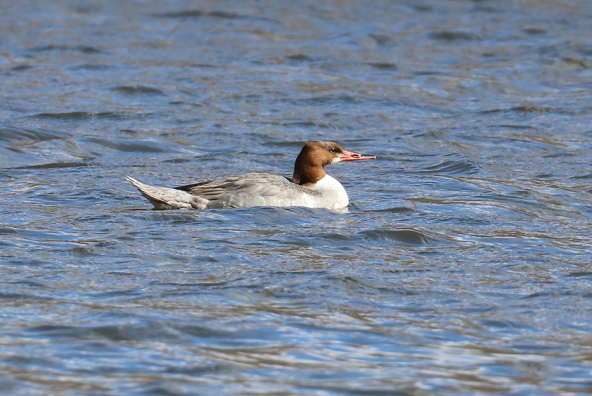 Common Merganser - ML321021311