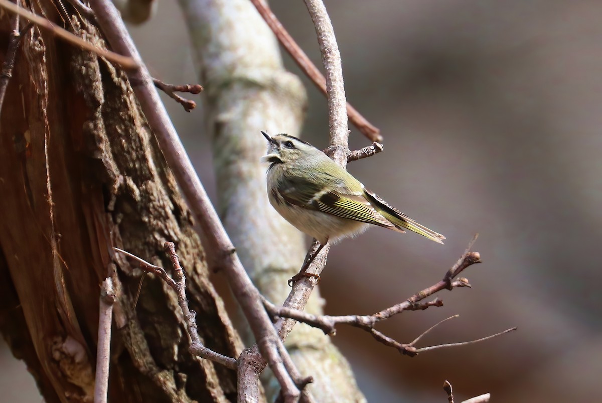 Golden-crowned Kinglet - ML321021471