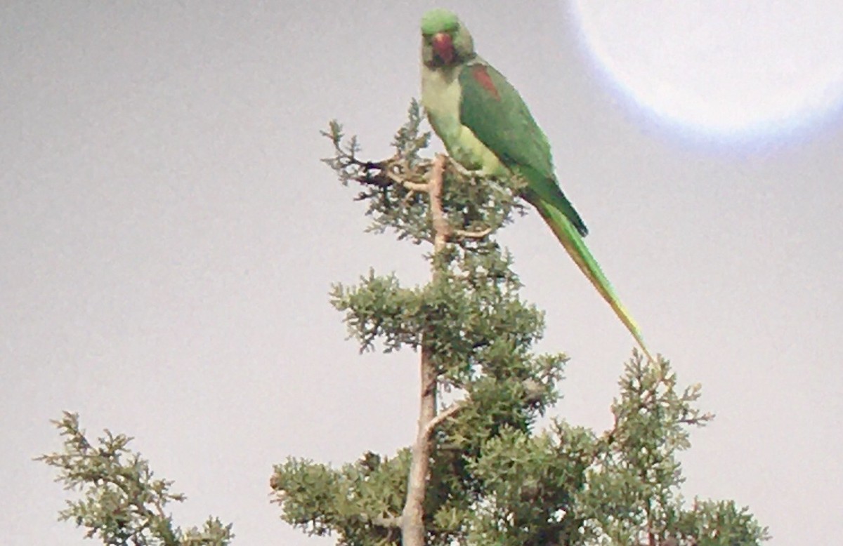 Alexandrine Parakeet - Juan Pérez