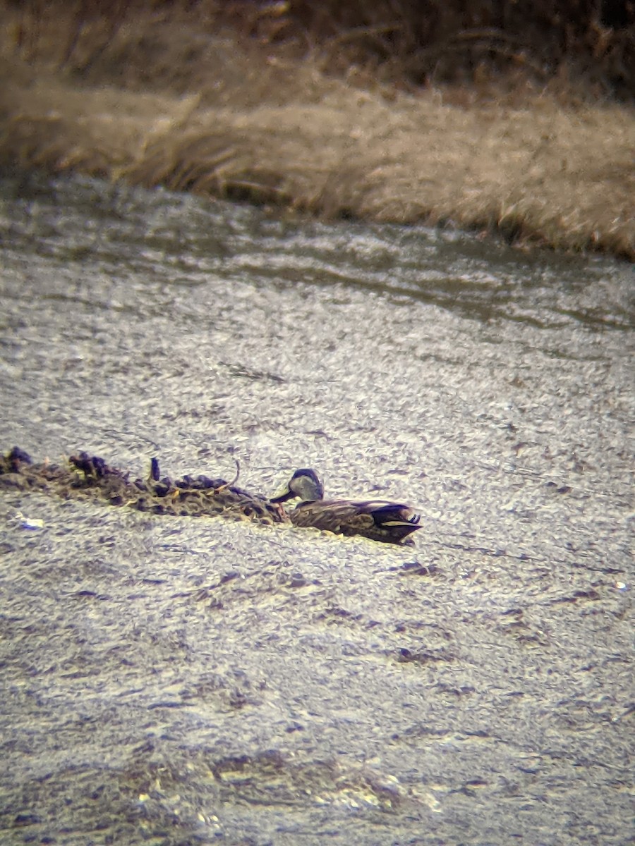 Mallard x American Black Duck (hybrid) - Unity Dienes