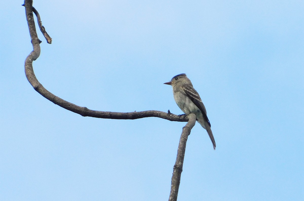 Southern Tropical Pewee - ML321029651