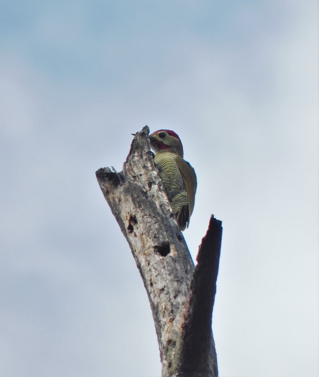 Golden-olive Woodpecker - ML321030021