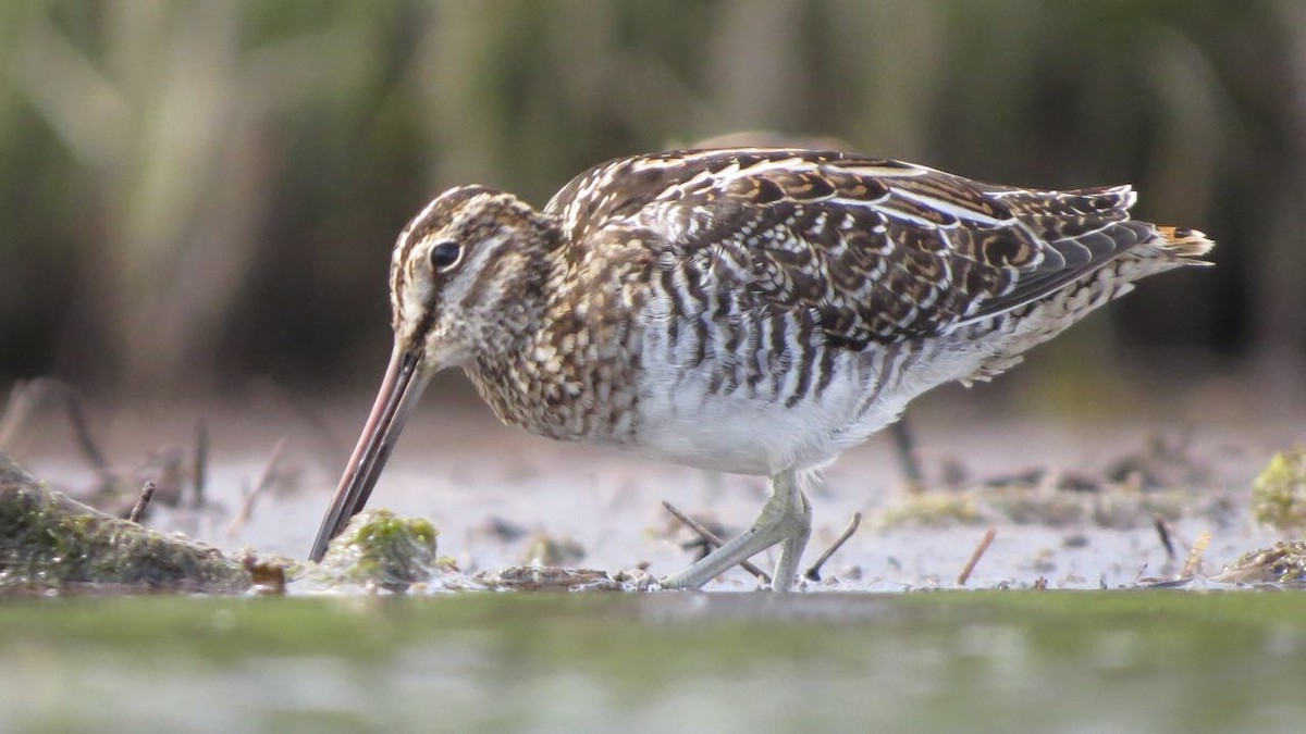 Wilson's Snipe - Alvan Buckley