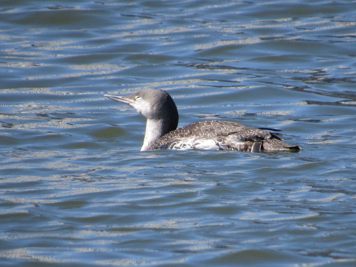Red-throated Loon - ML321032401