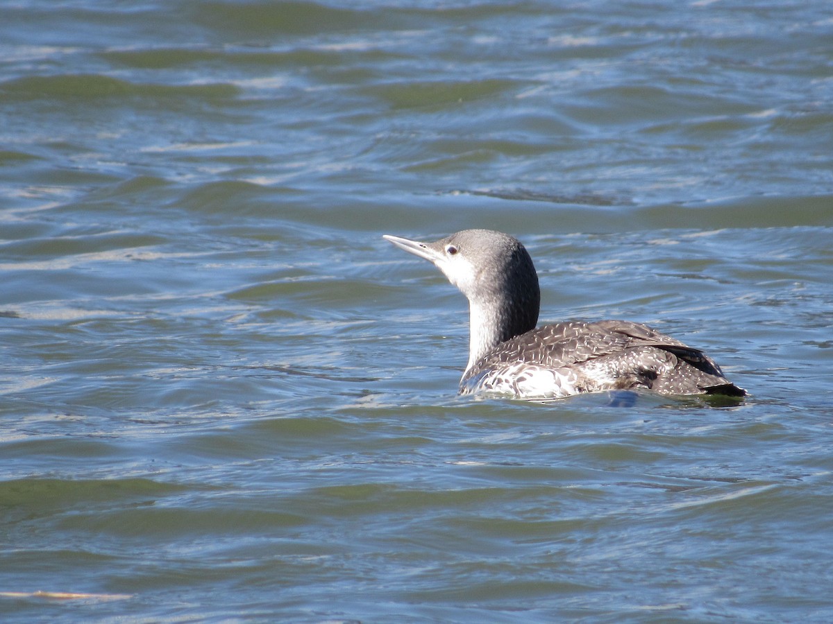 Red-throated Loon - ML321032441